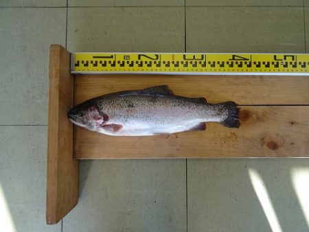 志高湖フィッシング 釣果