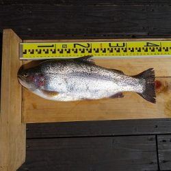 志高湖フィッシング 釣果