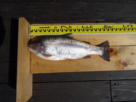 志高湖フィッシング 釣果