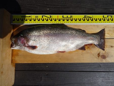 志高湖フィッシング 釣果