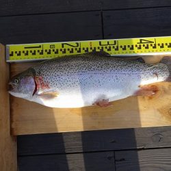 志高湖フィッシング 釣果