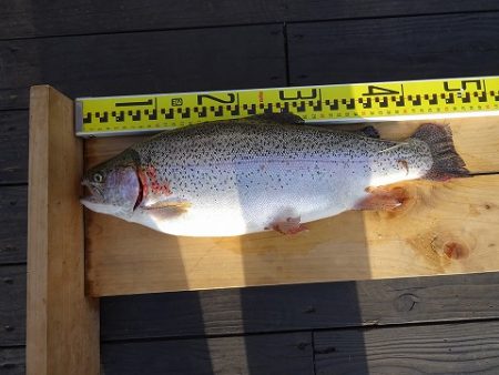 志高湖フィッシング 釣果