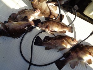 兼六丸 釣果