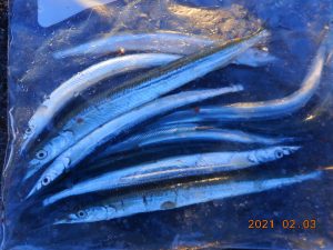 鹿島港魚釣園 釣果