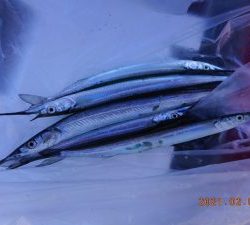 鹿島港魚釣園 釣果