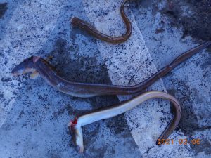 鹿島港魚釣園 釣果