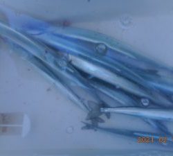 鹿島港魚釣園 釣果