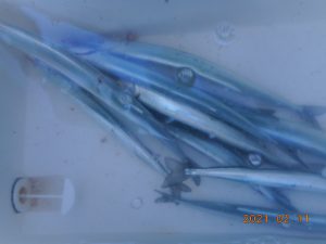 鹿島港魚釣園 釣果