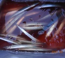 鹿島港魚釣園 釣果