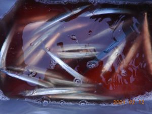 鹿島港魚釣園 釣果