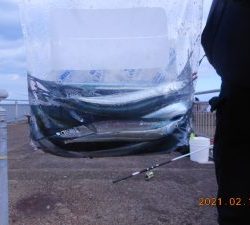 鹿島港魚釣園 釣果