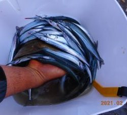 鹿島港魚釣園 釣果