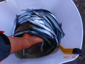 鹿島港魚釣園 釣果