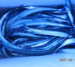 鹿島港魚釣園 釣果