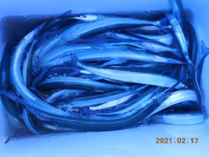 鹿島港魚釣園 釣果