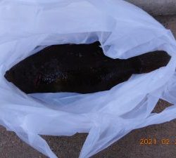 鹿島港魚釣園 釣果