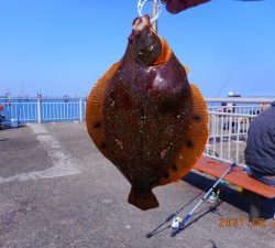 鹿島港魚釣園 釣果