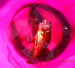 鹿島港魚釣園 釣果