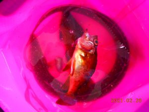 鹿島港魚釣園 釣果