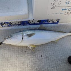 フィッシングボート空風(そらかぜ) 釣果