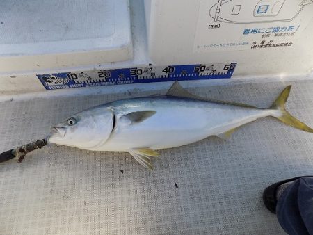 フィッシングボート空風(そらかぜ) 釣果