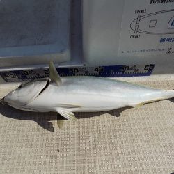 フィッシングボート空風(そらかぜ) 釣果