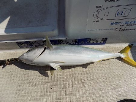 フィッシングボート空風(そらかぜ) 釣果