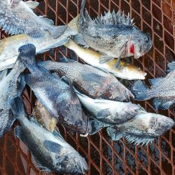 釣り船一番星 釣果