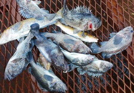 釣り船一番星 釣果