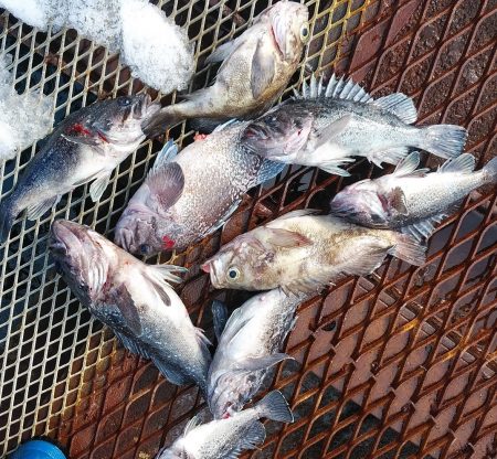 釣り船一番星 釣果