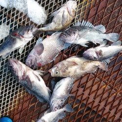 釣り船一番星 釣果