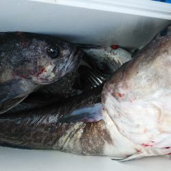 釣り船一番星 釣果