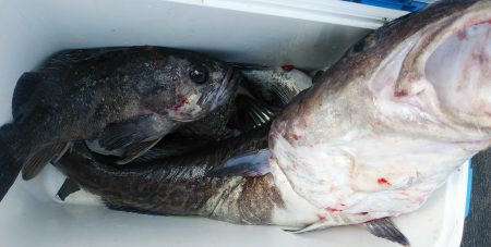 釣り船一番星 釣果