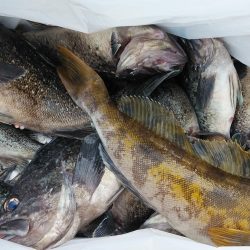 釣り船一番星 釣果