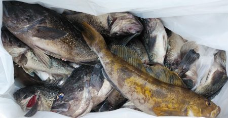 釣り船一番星 釣果