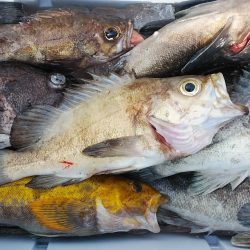 釣り船一番星 釣果