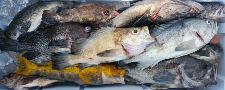 釣り船一番星 釣果