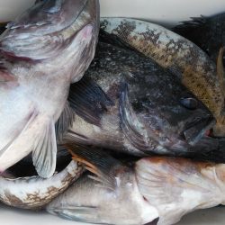 釣り船一番星 釣果