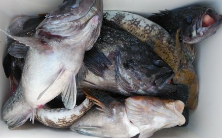 釣り船一番星 釣果