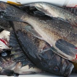 釣り船一番星 釣果