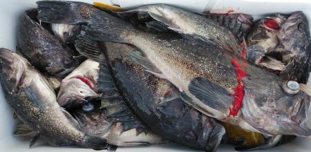 釣り船一番星 釣果