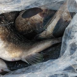 釣り船一番星 釣果