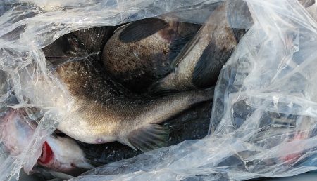 釣り船一番星 釣果