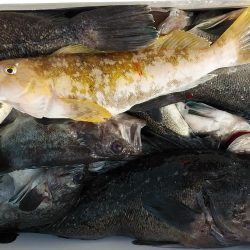 釣り船一番星 釣果