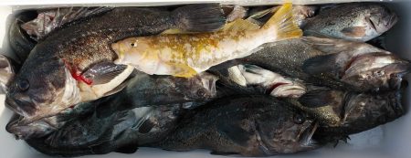 釣り船一番星 釣果