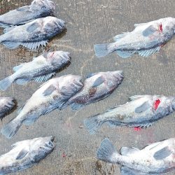 釣り船一番星 釣果