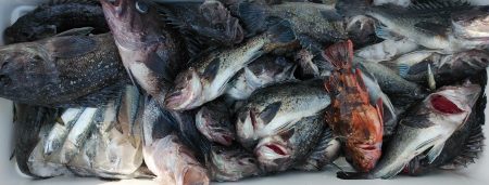 釣り船一番星 釣果