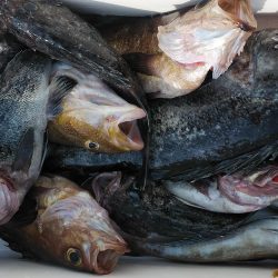 釣り船一番星 釣果