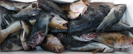 釣り船一番星 釣果