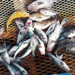 釣り船一番星 釣果